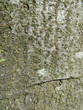 Photo: Close Up Of Bark Close Up Of Bark