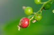 Sick Currant Berry