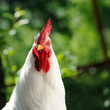 White Cockerel (Rooster)