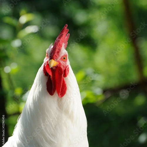 Photo: White Cockerel (Rooster) White Cockerel (Rooster)