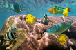Colorful tropical fish and coral