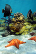 Colorful underwater marine life in a reef