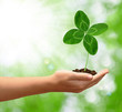 Clover quarterfoil in hand