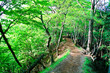 新緑のハイキング道
