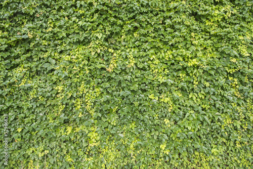 Photo: ivy leaves isolated on a white background ivy leaves isolated on a white background