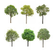 plant tree