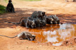 Photo: Monkey on Sri Lanka Monkey on Sri Lanka