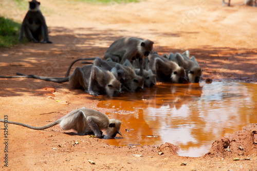 Photo: Monkey on Sri Lanka Monkey on Sri Lanka
