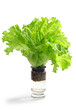Fresh lettuce in a glass of water