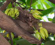 Photo: Green Ylang-Ylang Flowers on tree , Thailand Green Ylang-Ylang Flowers on tree , Thailand