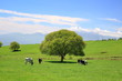Photo: Green tree on a meadow and cow Green tree on a meadow and cow