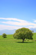 Green tree on a meadow in early summer