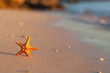 starfish at the beach