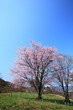 Prunus sargentii and blue sky