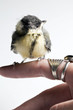 little bird photo