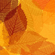 Dry autumn leaves template. EPS 8