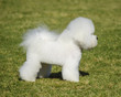 Bichon Frise dog