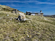 Refugio Reguero Llano