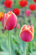 Foto: Pink Tulips. Pink Tulips.