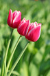Foto: Pink Tulips. Pink Tulips.