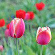 Foto: Pink Tulips. Pink Tulips.