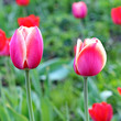 Foto: Pink Tulips. Pink Tulips.