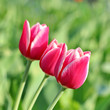Foto: Pink Tulips. Pink Tulips.