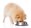 spitz dog eating food from dish. isolated on white 