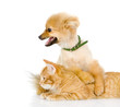 the dog and cat lie together. looking away. isolated on white 