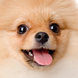 closeup portrait spitz dog