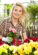 Photo: Florists woman working with flowers at a greenhouse. Florists woman working with flowers at a greenhouse.
