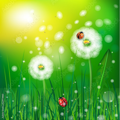 Illustration: grass and ladybug grass and ladybug