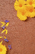 Ringelblumen und Borretschblüten