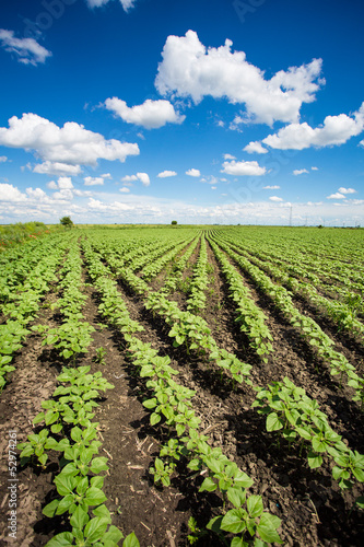 Photo: sunflower field sunflower field