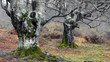 mysterious trees in forest with rain