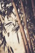 Toned picture of a bamboo plant
