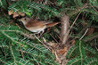 Nightingale small bird nest and chicks in springtime