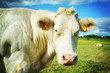 Cow at green field