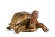 Three-toed Box Turtle (terrapene carolina triunguis) looks ahead