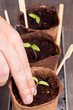 Seedling separation
