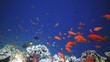 Coral and fish in the Red Sea, Egypt