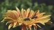 Video: Bees collecting nectar from flower Bees collecting nectar from flower