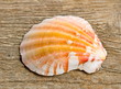 Jakobsmuschel orange