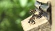 Video: Honey bees swarming and flying around their beehive Honey bees swarming and flying around their beehive