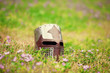 Medieval helmet on grass