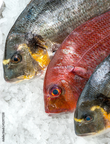 Photo: Seafood on ice at the fish market Seafood on ice at the fish market