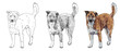 The vector of stray dog