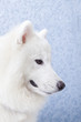 side face of white dog