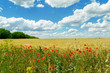 Foto: poppies on yellow field and clouds over it poppies on yellow field and clouds over it