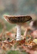 Autumn mushroom in the leaves